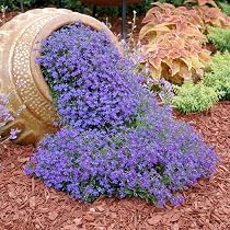Amazon.com : CHUXAY GARDEN 200 Seeds Lobelia Erinus,Edging Lobelia ...