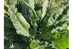 Garden Patience Patience Dock, Open Pollinated, Seeds Pack of 35+ Seeds