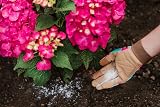Westland Hydrangea Colourant 500 g Blue for Pale to Mauve Hydrangeas view 4