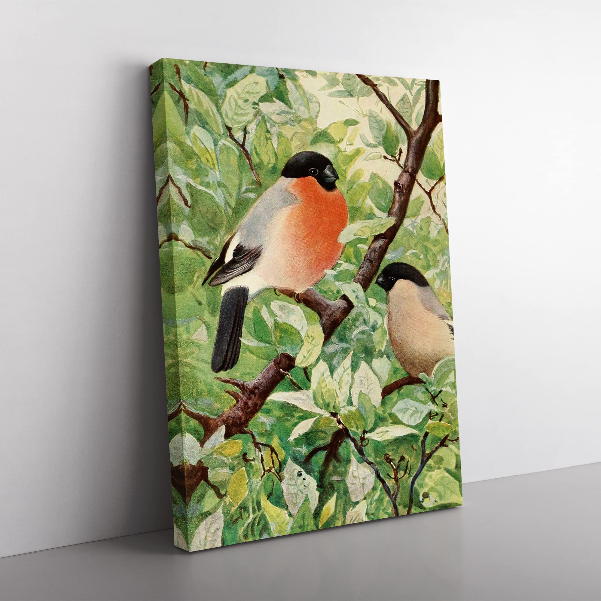 Vintage W Kuhnert Bullfinch Birds Vintage Canvas Wall Art Print Ready to Hang, Framed Picture for Living Room Bedroom Home Office Décor, 50x35 cm (20x14 Inch)