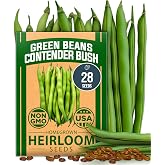 HOME GROWN Contender Bush Bean Seeds, 28+ Seeds, Phaseolus vulgaris | High Germination, Heirloom, Non-GMO | 28+ Seeds | Stringless Beans | Early Harvest | Emergency Food | Fresh Eating &amp; Canning