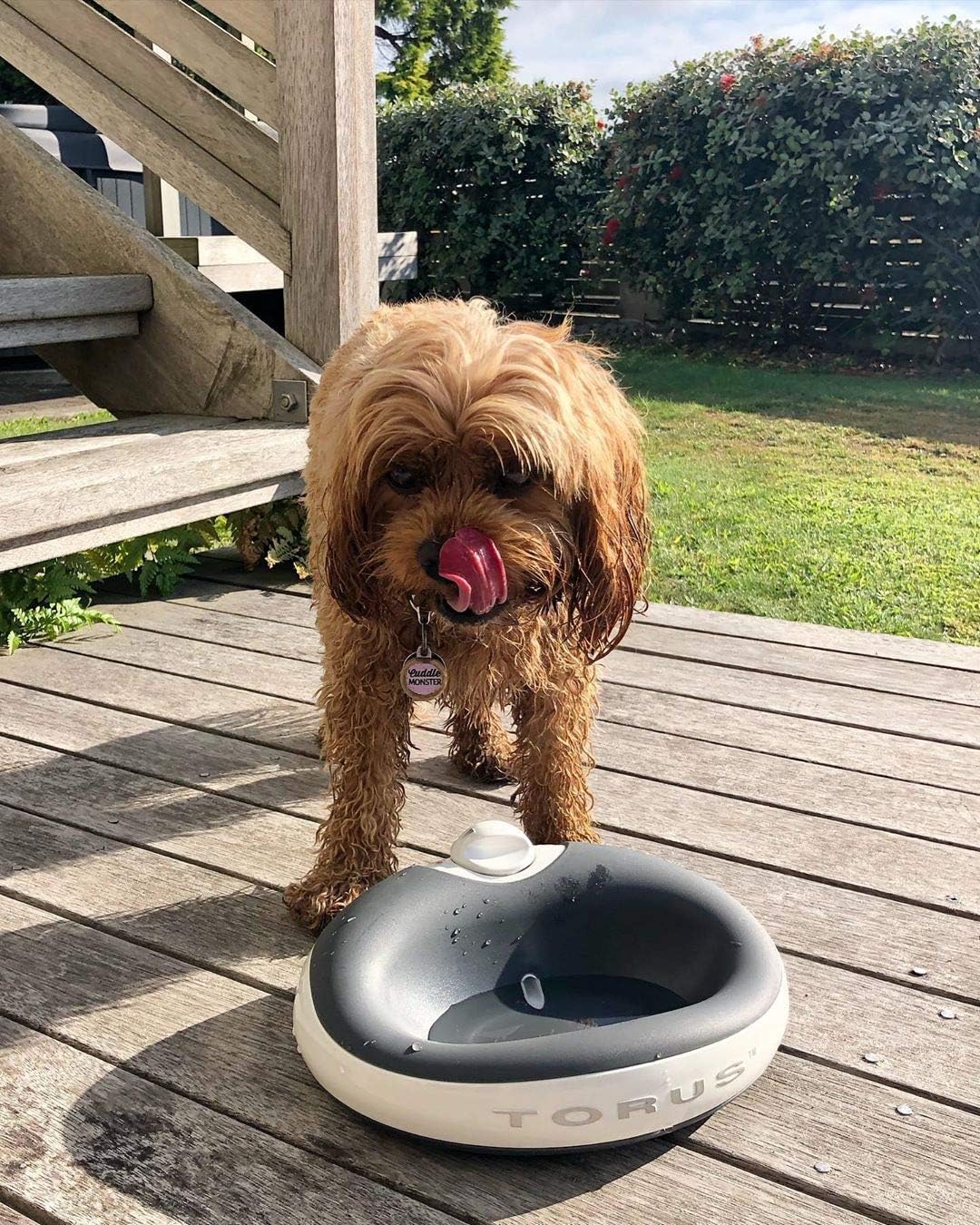 Torus Pet MINI Filtered Water Bowl (Charcoal), 1 Liter, Home and Travel Bowl, Autofill, Portable, Antimicrobial, BPA Free - Image 5