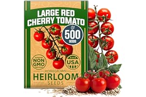 HOME GROWN Large Red Cherry Tomato Seeds Pack– 500 High Germination Heirloom Seeds – Non GMO Vegetable Seeds for Garden,Homestead & Self-Sufficient Growing(Solanum lycopersicum)