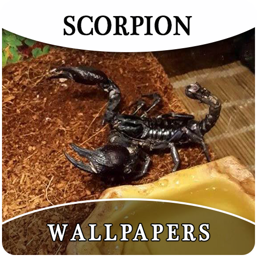 Scorpion HD Wallpapers And Background