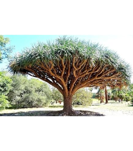 Amazon.com : Dragon Blood Bonsai Tree Seeds to Grow - 6 Seeds - Dracaena  Draco Seeds for Planting - Exotic Tree Seeds - Indoor Bonsai Tree : Patio,  Lawn & Garden
