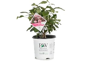 1 Gallon Proven Winners Invincibelle Spirit II Smooth Hydrangea, Live Shrub, Pink Flowers