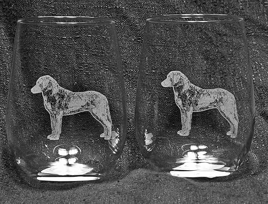 white chesapeake bay retriever