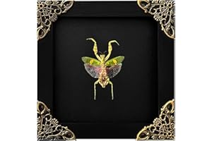 VINADECOR Real Green Mantis Shadow Box Framed Insect Specimen Art in Black Wood Frame Realistic Beetle Display for Entomology Decor Oddities Insect Lovers Wall Art Gift K12-62-DE