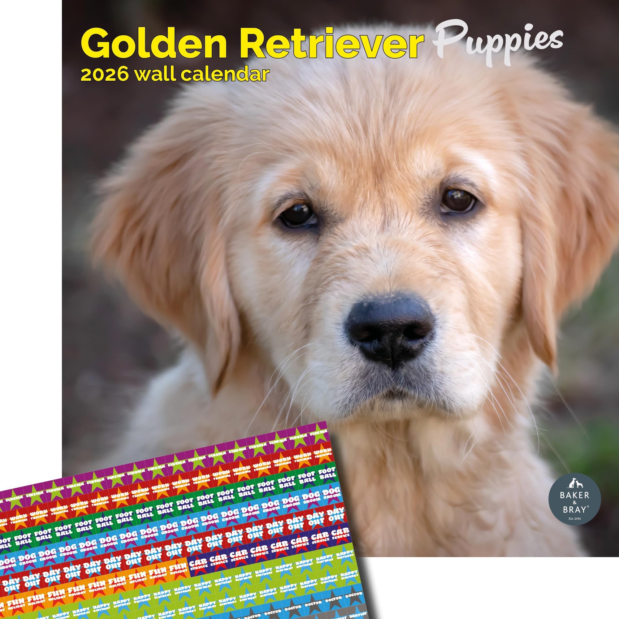 Baker and Bray Golden Retriever Puppies Calendar 2026, Large Square Wall Calendar With Organisational Stickers, 16 Month, Golden Retriever Puppies Gift Dog Calendar.