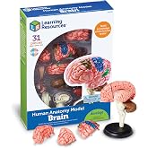 Learning Resources Human Anatomy Model Brain | Anatomy and Science Classroom Must Haves, Neuro Health and Human Body Model, STEM Study Tools, Back to School Kits