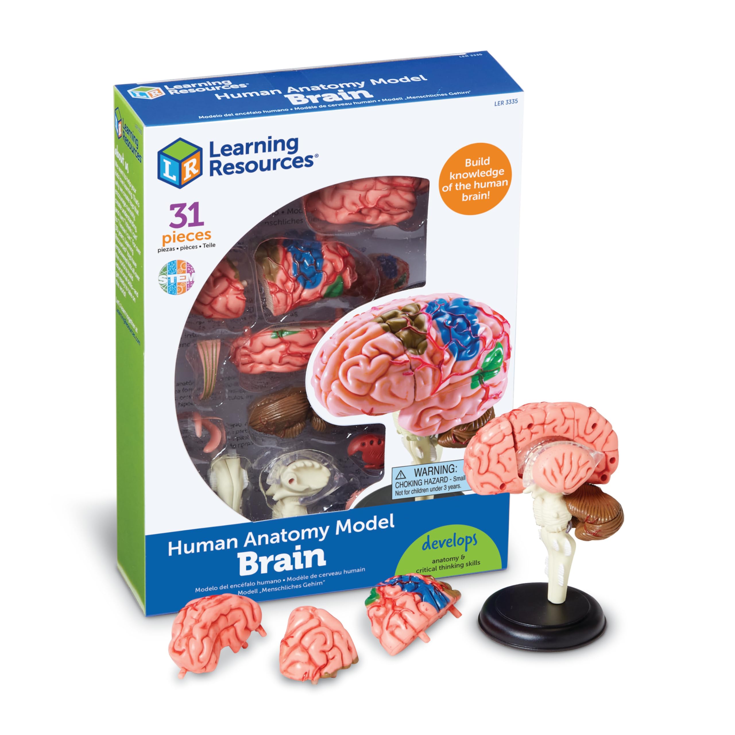 Learning Resources Human Body Brain — 31-Piece Removable Brain Model for Kids, Miniature Human Anatomy STEM Science Kit with Stand & Fact Guide, Ages 8+