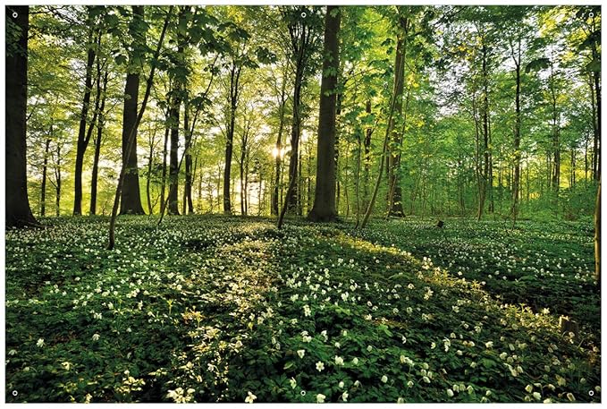 Wallario Garten-Poster Outdoor-Poster - Waldanemonen und Sonnenstrahlen im Wald in Premiumqualität, Größe: 61 x 91,5 cm, für 