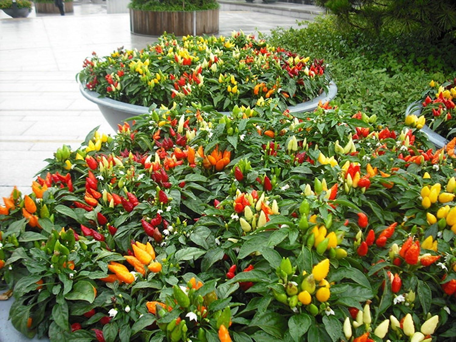 Amazon Com Nikitovka Seeds Chili Pepper Decorative Small Miracle