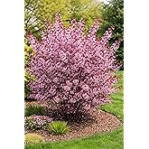 Purple Leaf Sand Cherry Live Plant &ndash; Prunus Cistena Ornamental Shrub &ndash; Pink Spring Blossoms with Deep Purple Foliage &ndash; Hardy Landscape Flowering Bush for Outdoor Gardens (2 Trees)