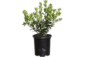 PLANTS BY MAIL Dwarf Burford Holly (2.5 Quart) Compact Evergreen Shrub with Glossy Green Foliage - Full Sun Live Outdoor Plant…