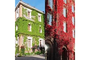 CARPET CREEPING 100+ Seed Ivy Vine Liana Green Seeds for Planting Outdoors Vines Climbing Ground Creeping Plants Bonsai Home