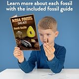 Science Kidz Mega Fossil Dig Kit - 20 Prehistoric Fossils STEM Educational Toy view 2