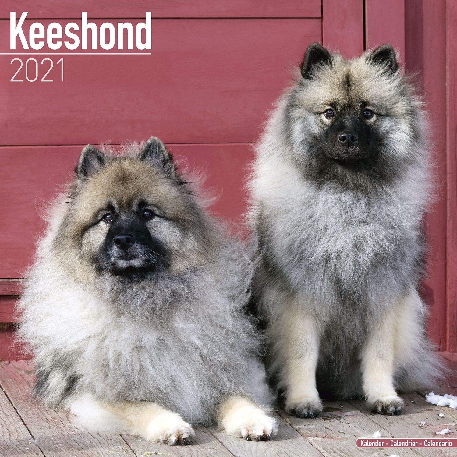 Keeshond Calendar - Dog Breed Calendars - 2020 - 2021 wall calendars - 16 Month by Avonside: MegaCalendars: 9781785808937: Amazon.com: Books