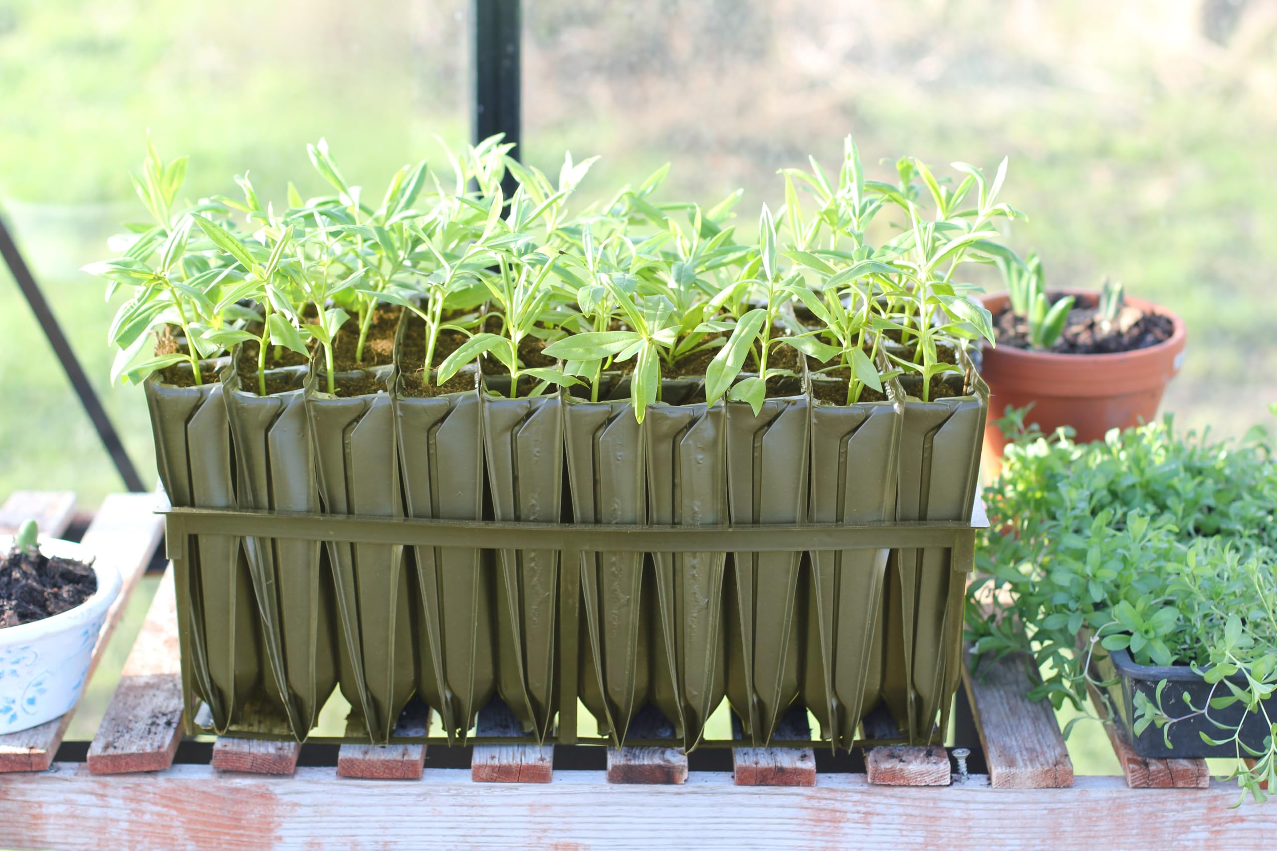 Haxnicks Maxi Rootrainers | Reusabe Extra Deep Root Trainers | Planting Trees | Growing Trees From Cuttings | Black, 40 Cells | RT230101