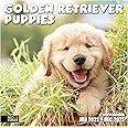 RED EMBER Golden Retriever Puppies 2025 Wall Calendar 12 Month | 12" x 24" Open | Thick & Sturdy Paper | Giftable | Calendar 2025