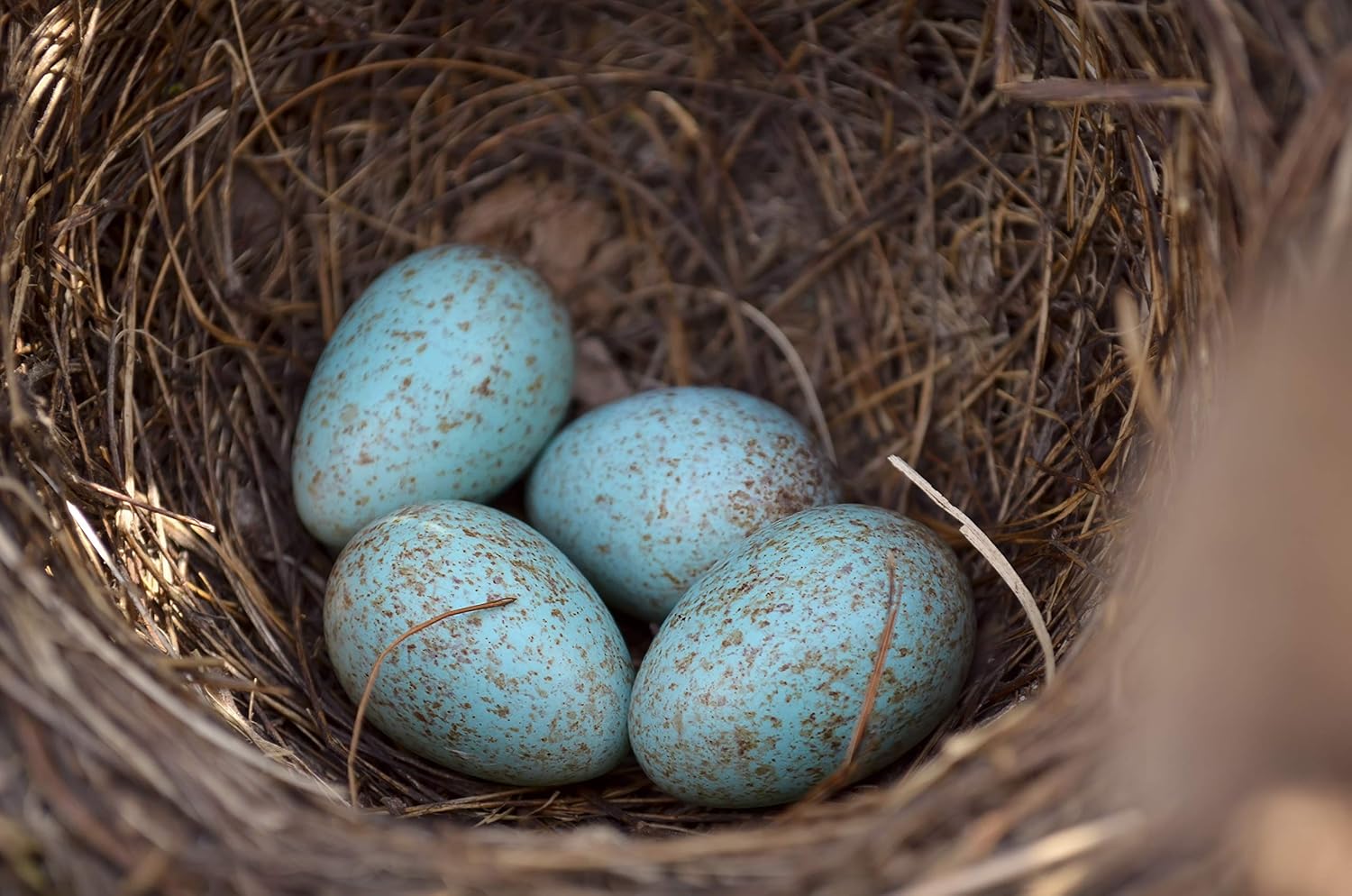 Robin, Blackbird and Wren nest box, Larch - Image 4
