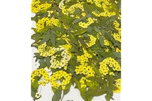 UOKWIWI 12 pcs Yellow Narcissus with Stem Real Natural Dried Pressed Flowers for Resin Scrapbooking DIY Candle Decoration Jewelry Crafts