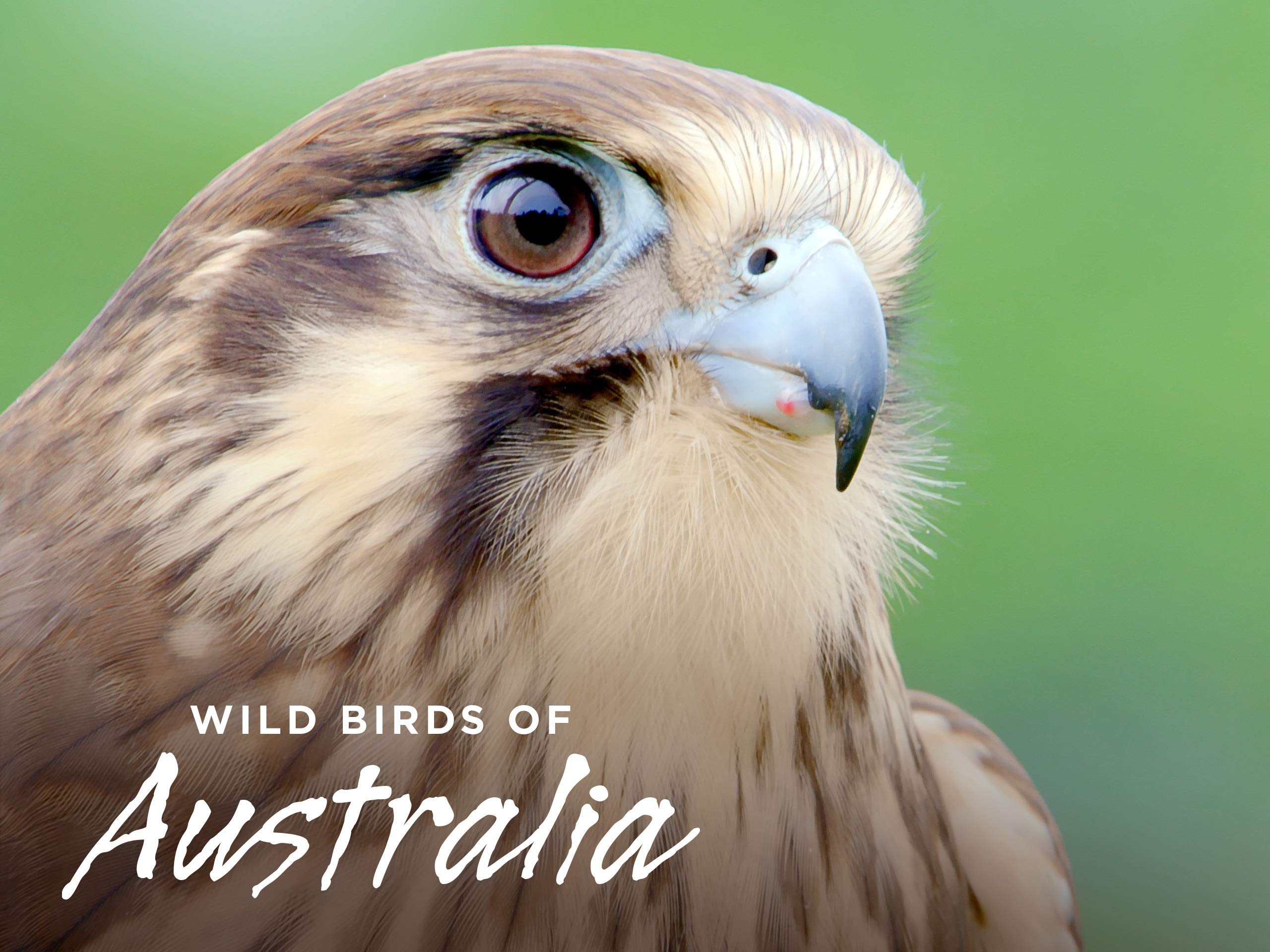 Watch Wild Birds of Australia Season 1 Prime Video