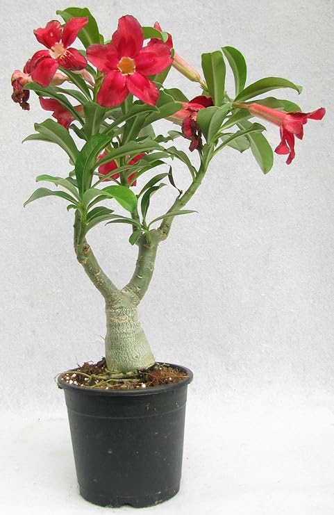 Creative Farmer Flower Live Plant Bonsai Plants Beautiful Adenium Dessert Rose Great Exotic (Desert Rose) (1 Live Bonsai Plant) (PLANT-93-ADENIUM836ll@)