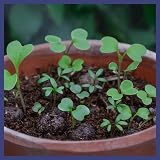 Seedball Shade Mix Wildflower Seed Bombs 100 Balls British Native Seeds view 7