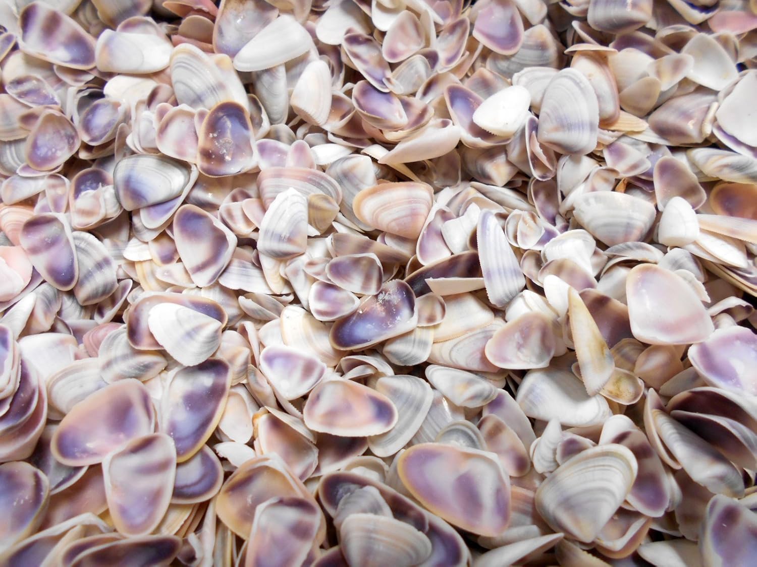 3 lbs (about One Gallon) Blue / White / Purple Coquina Shells Seashells (about 1/2