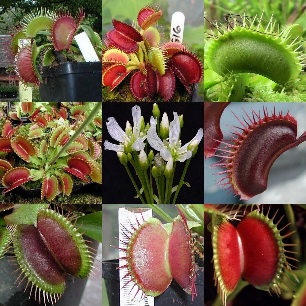 100 pcs seeds Venus Fly Trap, Giant mix Amazon.ca Patio, Lawn & Garden