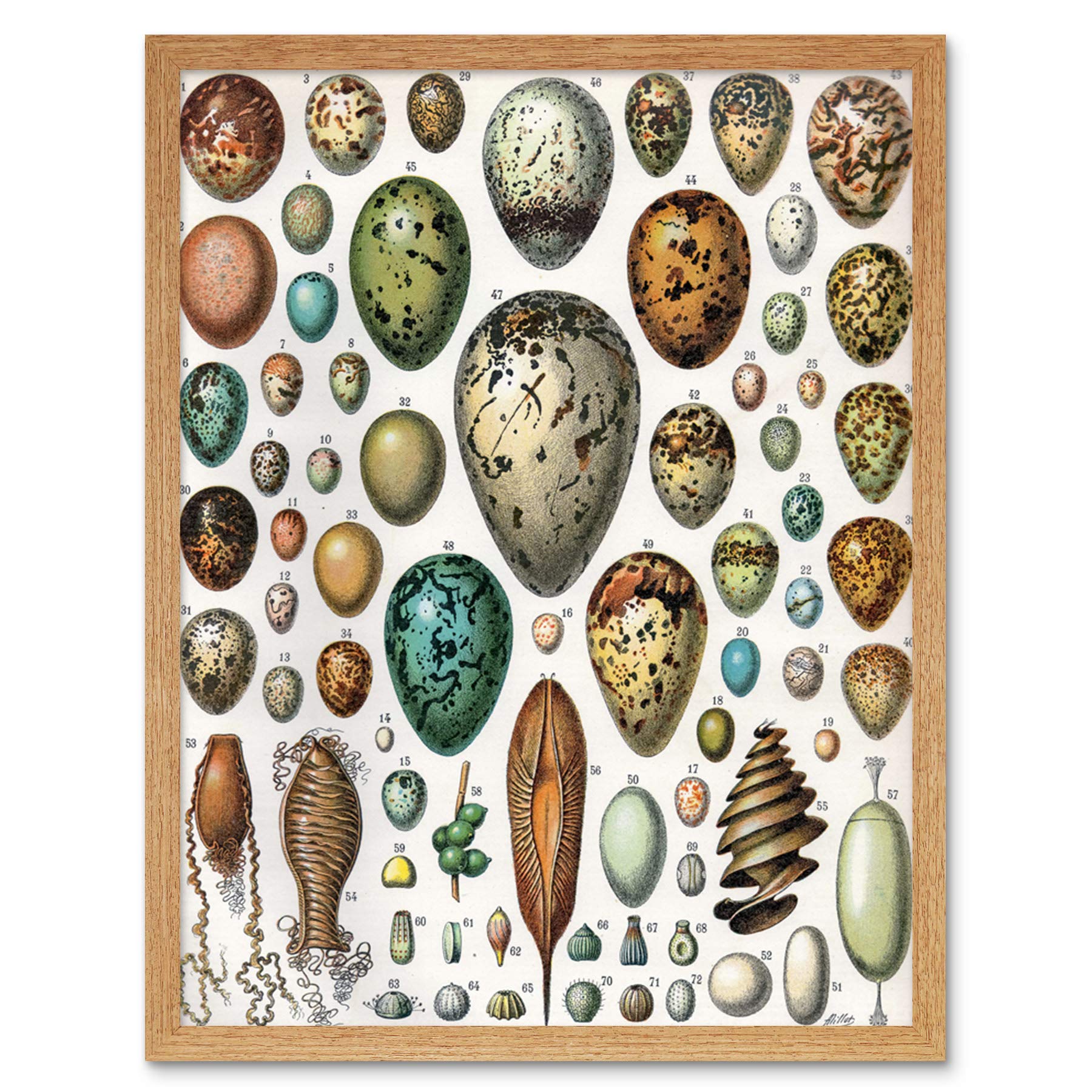 Artery8 Millot Encyclopedia Page Variety Eggs Ova Art Print Framed Poster Wall Decor 12x16 inch — image 1