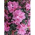 Green Promise Farms Rhododendron X `AGLO` Evergreen, 3 Size Container, Pink Flowers