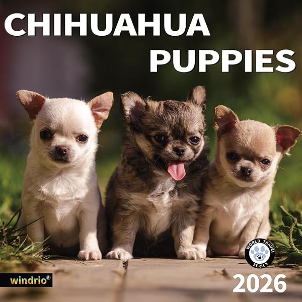 Chihuahua