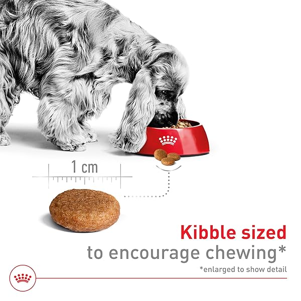 ROYAL CANIN SIZE HEALTH NUTRITION MEDIUM ADULT DRY DOG FOOD, 4 LB BAG