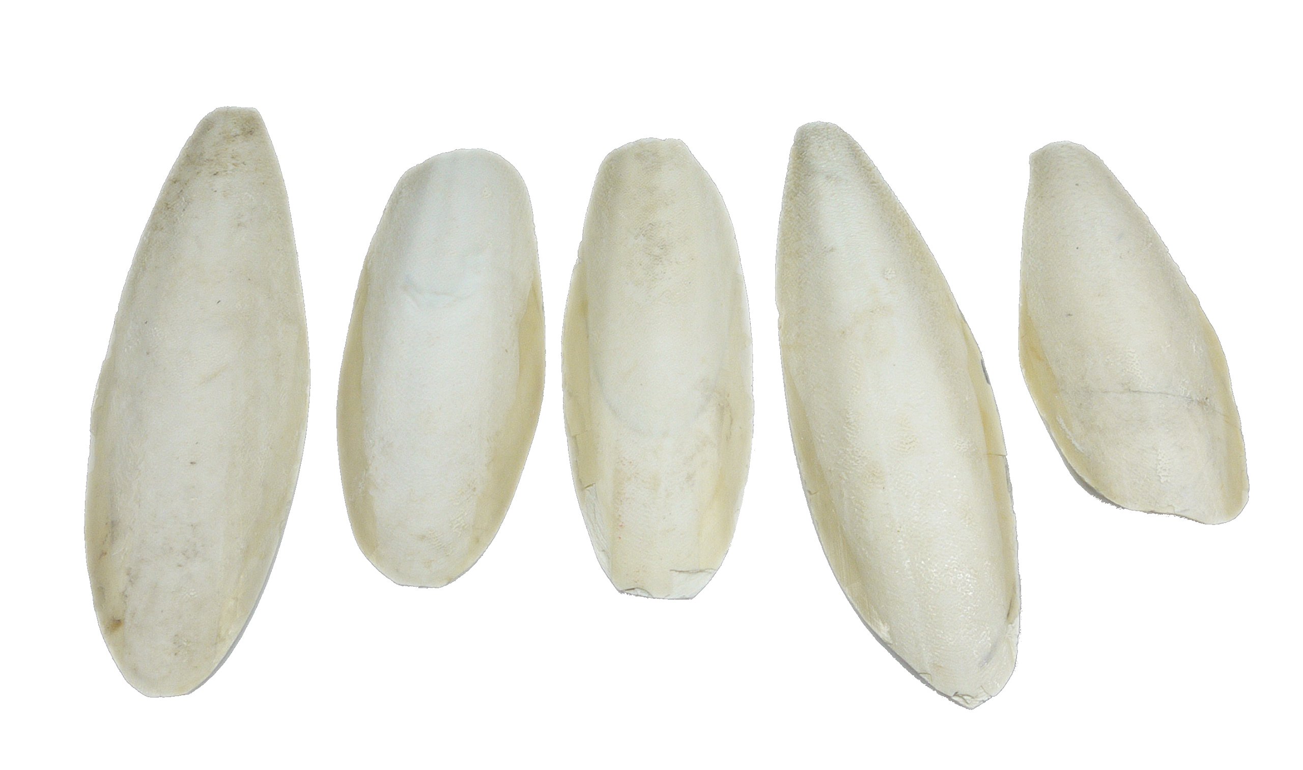 Britten & James Pack of 5 large natural Cuttlefish, 5.5 to 8 inches, 13-20cm suitable for parakeets, budgies and canaries, tortoises, turtles, snails and terrapins