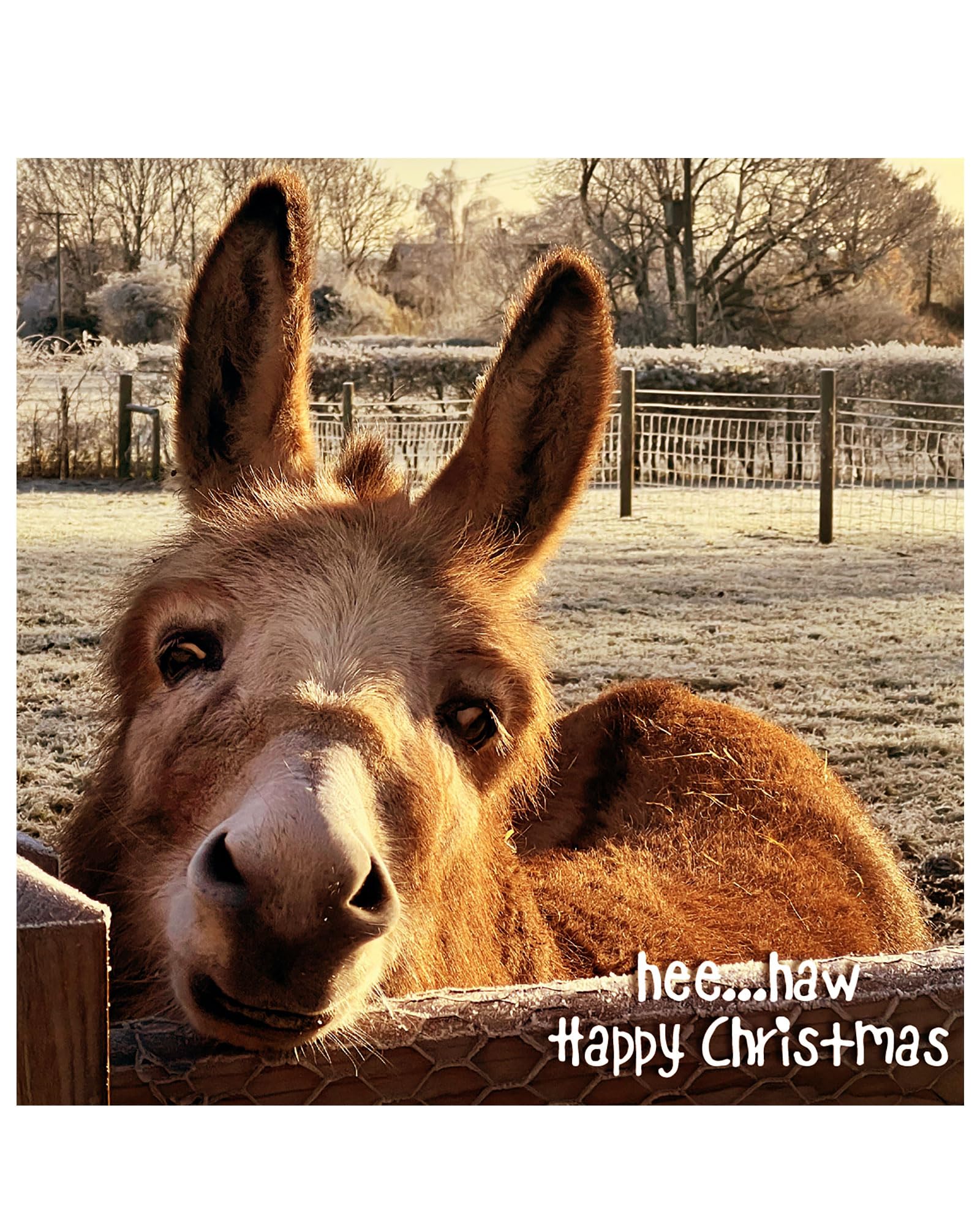 Christmas cards pack - Donkey, 10 Christmas cards with 10 white envelopes - Designed, printed and hand-packed in the UK, by Just Cards Direct