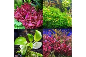 Mainam 3 Different Alternanthera Lilacina Anubias Nana Java Moss Tropical Freshwater Live Aquarium Plant Decorations 3 Days BUY2GET1FREE