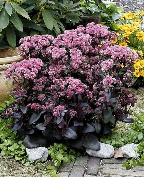 Dominik Blumen Und Pflanzen Staude Grosse Fetthenne Rosa Bluhend 3 Stauden Amazon De Garten