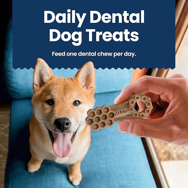 BLUE BUFFALO MEDIUM DENTAL CHEWS FOR DOGS, DAILY DENTAL CARE DOG TREATS MADE IN THE USA WITH NATURAL INGREDIENTS, CHICKEN & SPEARMINT (14 COUNT)