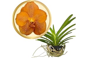 Better-Gro Vanda Orchid, 4" Live Plant, Blooms Size in 6-12 Months with Proper Care, Large Orange Speckled Blooms, Hand-Selected by Master Growers