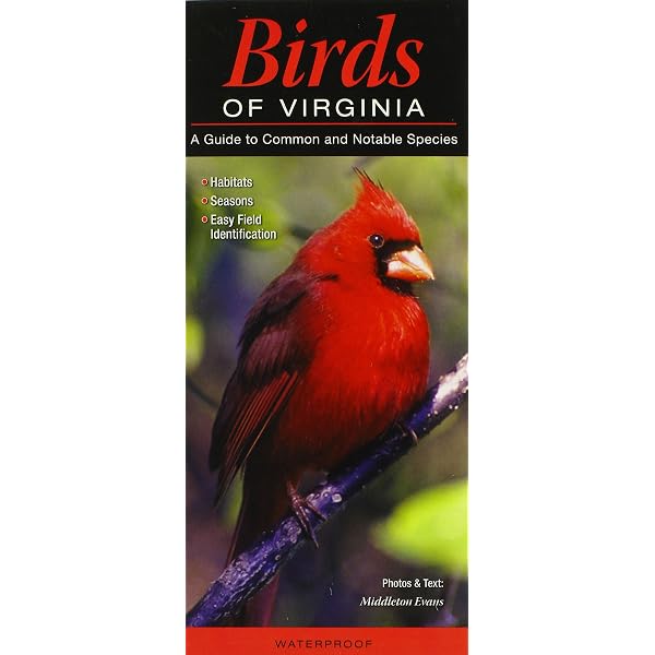 Birds of the Forest: Lansdowne, James Fenwick: 9780884860273