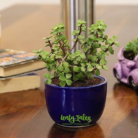 Leafy Tales Jade Good Luck Live Plant in Blue Urn Ceramic Pot (Button Jade) | Feng Shui Indoor Plant