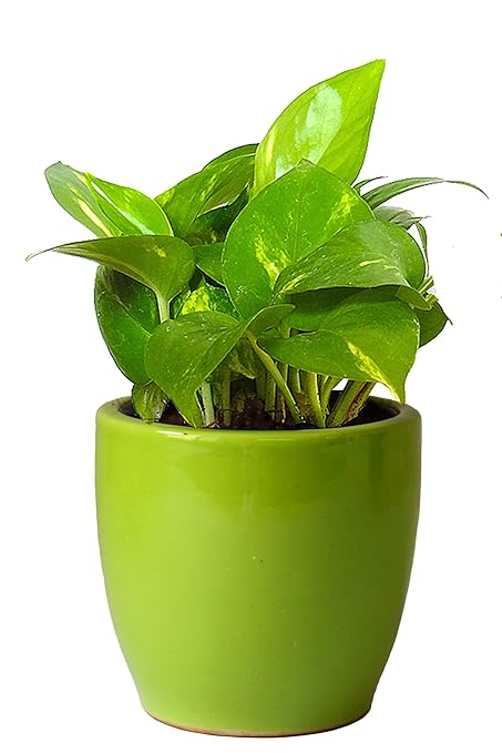 Rolling Nature Ceramic Pot with Good Luck Air Purifying Money Plant, Green, Plant with Pot Height- 6-9 Inch, Pot Width- 4 inch, Height- 4 inch