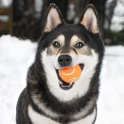 Best Pet Supplies Interactive Squeaky Dog Chew