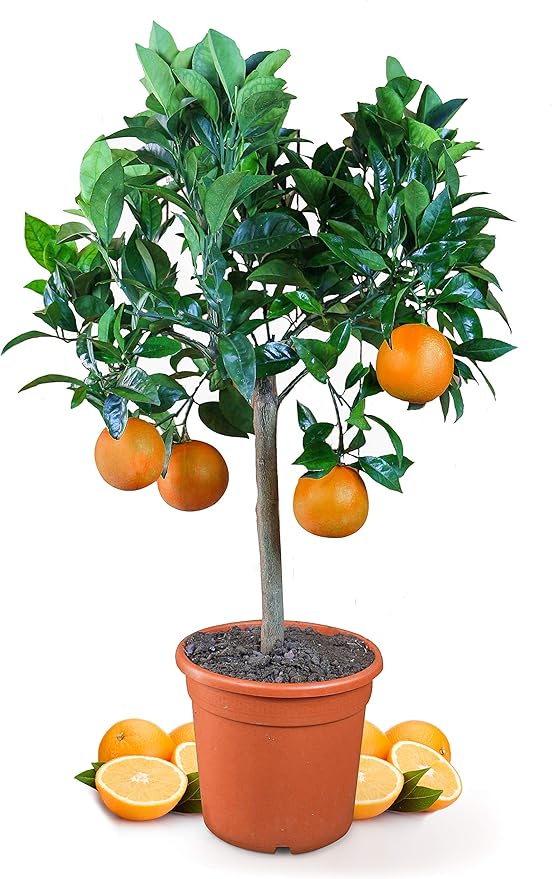 Meine Orangerie Satsuma Mandarinenbaum - Veredelter Citrusbaum 70-100cm Mit Essbaren Früchten
