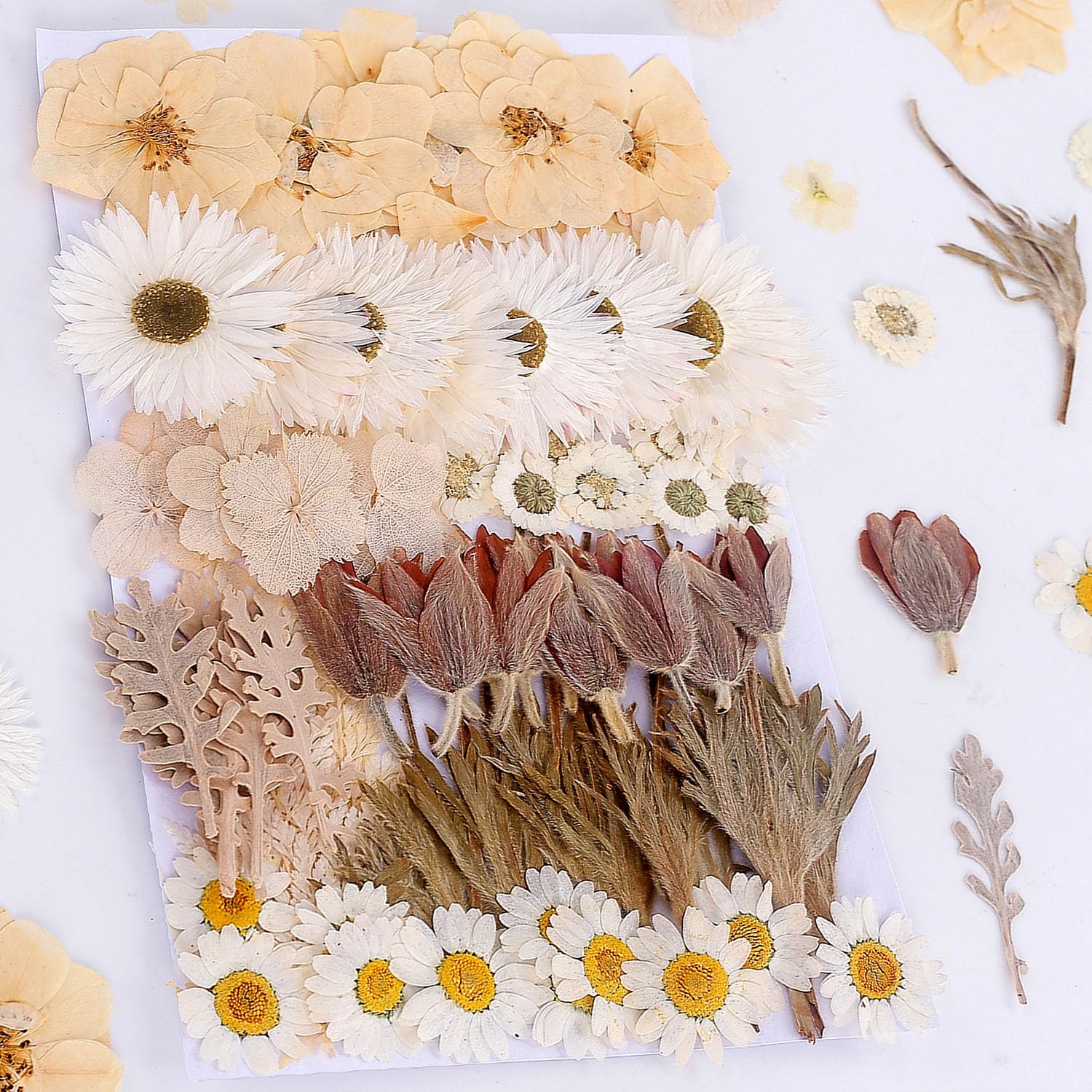 Photo 1 of 100 PCS Real Dried Pressed Flowers Leaves Natural Plant Herbarium for DIY Resin Mold Jewelry Making Craft (10 Styles)-White
