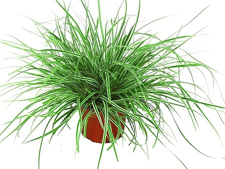 Carex Oshimensis Everest Segge Ziergraser Winterhart Immergrun Mehrjahrig Im 12 Cm Topf Fur Balkonkasten Steingarten Grabbepflanzung Beet Amazon De Garten