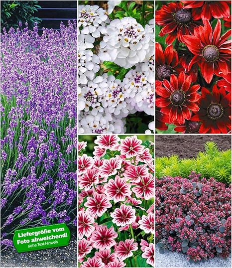Baldur Garten Winterhartes Stauden Sonnenbeet 14 Pflanzen Stauden Malve Zebrina Rudbeckia Cherry Brandy Blauer Lavendel Weisse Iberis Sedum Sun Sparkler Sedoro Blue Elf Amazon De Garten