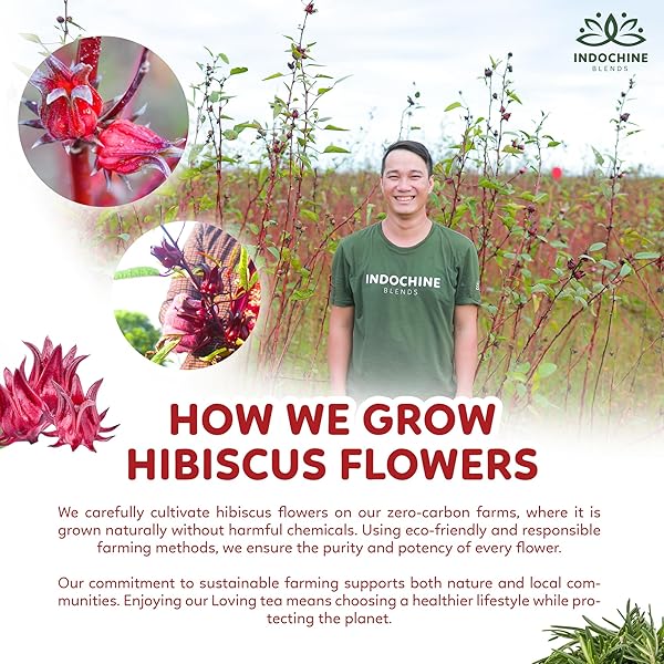 INDOCHINE BLENDS LOVING TEA | HIBISCUS FLOWER, ROSE TEA, ROSEMARY TEA, AND BLACK TEA | 2G X 50 TEA BAGS| SUGAR-FREE, CAFFEINE-FREE HERBAL TEA | PYRAMID CHAMBER TEA BAGS | RICH IN NATURAL GOODNESS AND FLAVOR